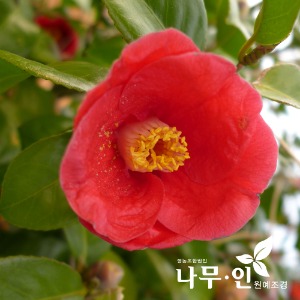 [특가판매]동백나무(재래종 홑꽃) 100주