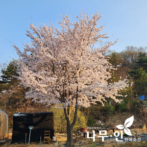 [나무인] 왕벚꽃나무 개화주 차량배송