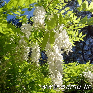 백색등나무(백화등/흰색꽃/화분)