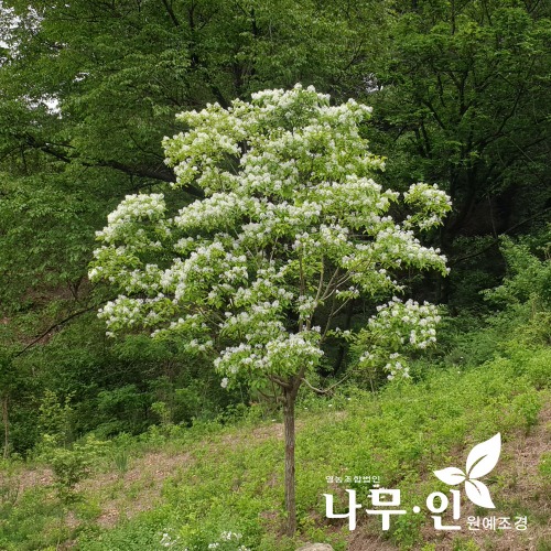 [나무인] 이팝나무 묘목 실생2년