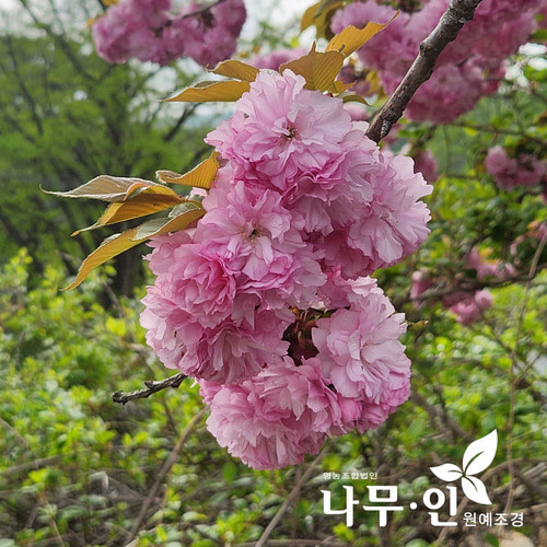 [나무인] 겹벚꽃나무 개화주 근원직경4cm