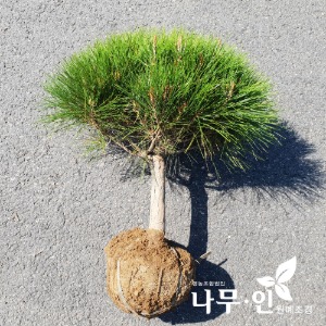 반송둥근소나무(폭40~60cm) 택배발송
