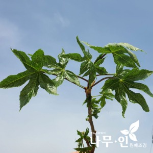 [특가판매]민엄나무 100주
