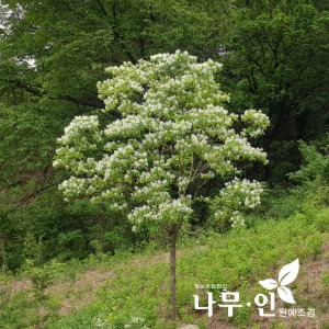 이팝나무 개화주(준공수/차량배송)