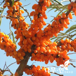 비타민나무 세트(암나무4주+숫나무1주/심추홍품종)