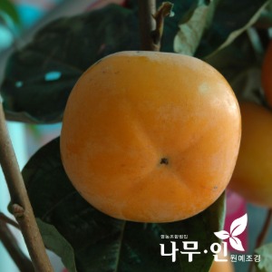 감나무(단감) 묘목