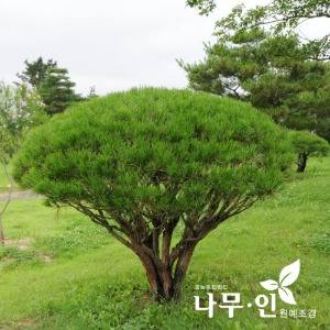 반송둥근소나무(폭80cm~2.5m) 택배불가