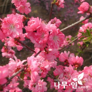 분홍옥매화(풀또기) 묘목