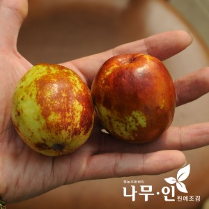 [특가상품]왕대추나무 묘목 100주