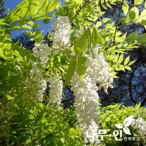 백색등나무(백화등/흰색꽃/화분)