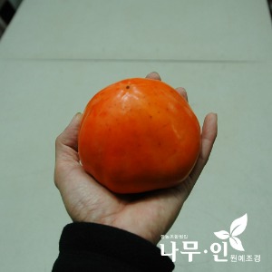감나무(야오끼) 묘목