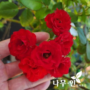 [특가상품]사계피스줄장미(스칼렛 빨강) 망포트 5그루