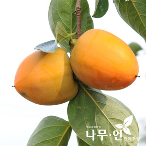 [나무인] 감나무 대봉감나무 결실주 택배발송